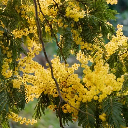 Сasa de vacaciones Mimosa Dorada Puigventos