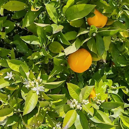 Mimosa Dorada *