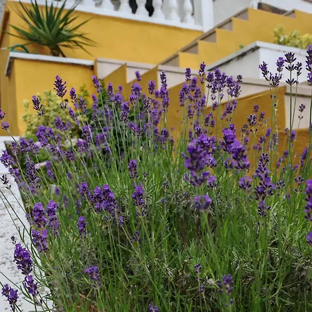 Mimosa Dorada Puigventos