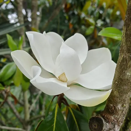 Mimosa Dorada Puigventos